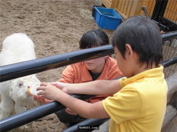
Một cậu bé đến thăm và cho Mofu uống sữa.