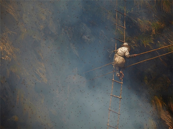 Công việc nguy hiểm nhất thế giới: săn mật ong ở độ cao gần trăm mét