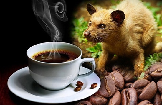 
Cà phê chồn mang hương vị đặc trưng và là thức uống đắt nhất nhì thế giới.