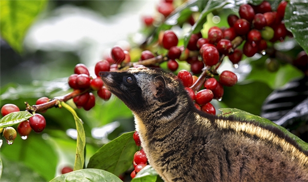 
Các chú chồn thường chọn những quả cà phê đỏ mọng và chín đều nhất để "thưởng thức".