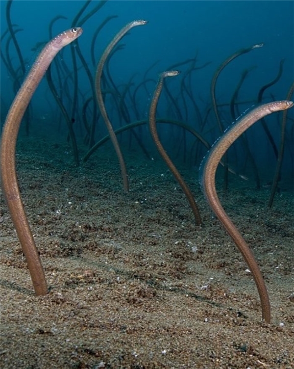 
Thật ra đây chỉ là những con lươn tập trung thành một quần thể dưới đáy biển mà thôi. Bạn có đủ can đảm bơi ngang qua đây không? Chúng có lao tới quấn lấy chân bạn, lôi bạn xuống và vùi bạn dưới cát không?