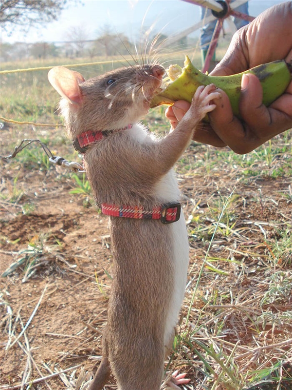 
Những chú chuột được đào tạo cả việc ăn uống. (Ảnh: Internet)
