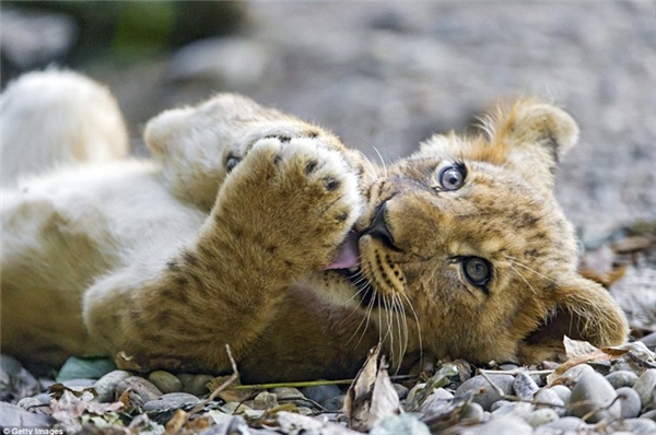
Sư tử con nằm nghỉ ngơi trong một công viên động vật hoang dã ở Botswana. (Nguồn: Daily Mail)