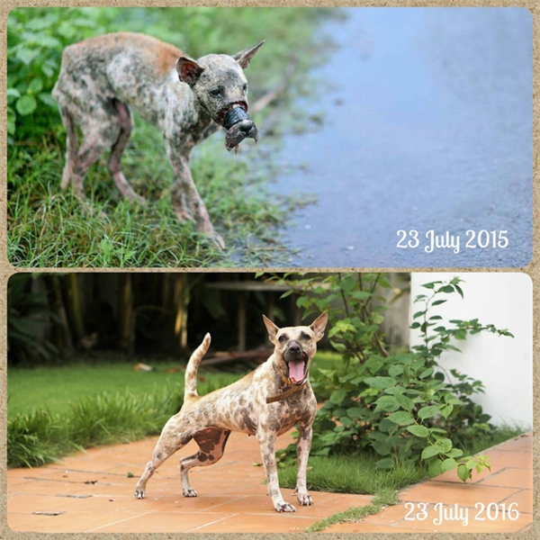 
Hình ảnh của chú chó Lucky trước và sau một năm được chăm sóc. Ảnh: A.R.C. Vietnam