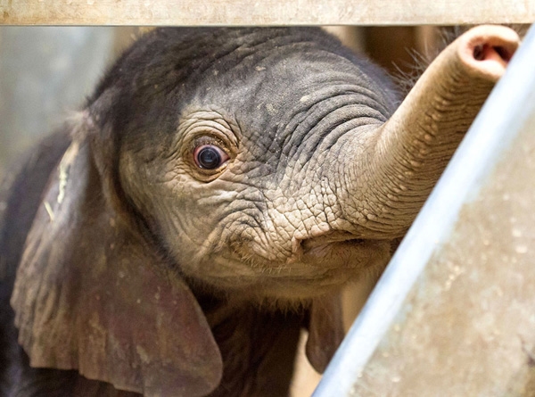 
Một bé voi đực đang nhìn ra từ chuồng của mình. Chú voi này được sinh ra vào ngày 3 tháng 8 và nặng 105kg.