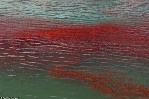 
Một vùng biển ở New Zealand nhuộm một màu đỏ rực giống như máu khiến người dân vô cùng hoang mang.