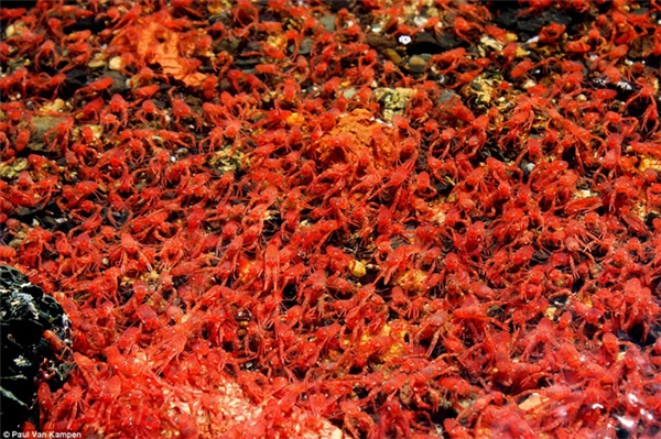 
Sau khi tìm hiểu người ta mới phát hiện màu đỏ được tạo thành từ một quần thể giáp xác lên đến hàng triệu con.