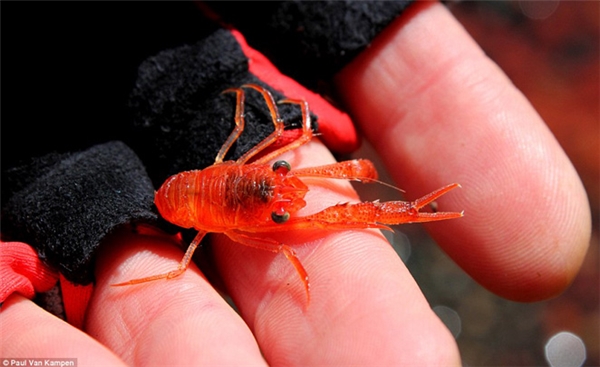 
Loài giáp xác này có tên là tôm hùm đỏ krill, có kích thước chỉ bằng cái kẹp giấy.