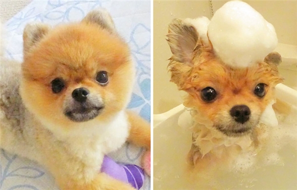 trước và sau khi tắm