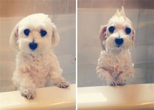 trước và sau khi tắm