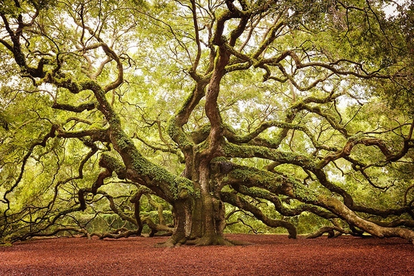 
Cây cổ thụ này có chiều cao hơn 20 mét và tuổi thọ từ 400 đến 500 tuổi ở bang Nam Carolina. (Ảnh: Internet)
