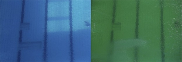 Kinh hoàng với sự thật nước bể bơi Olympic chuyển thành màu xanh lá