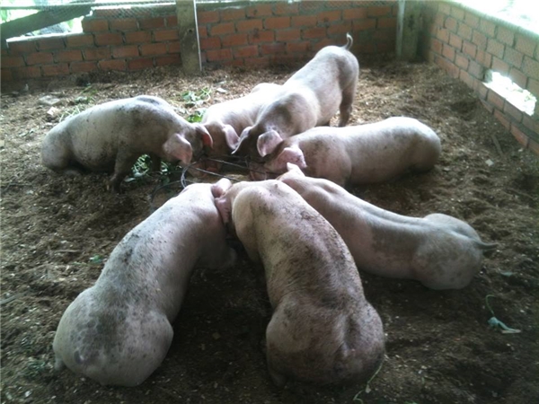 
Từ cây cối thảo dược cho tới việc nuôi lợn vi sinh đều do Minh Nhân tự tìm tòi, học hỏi và nuôi trồng. (Nguồn: Internet)