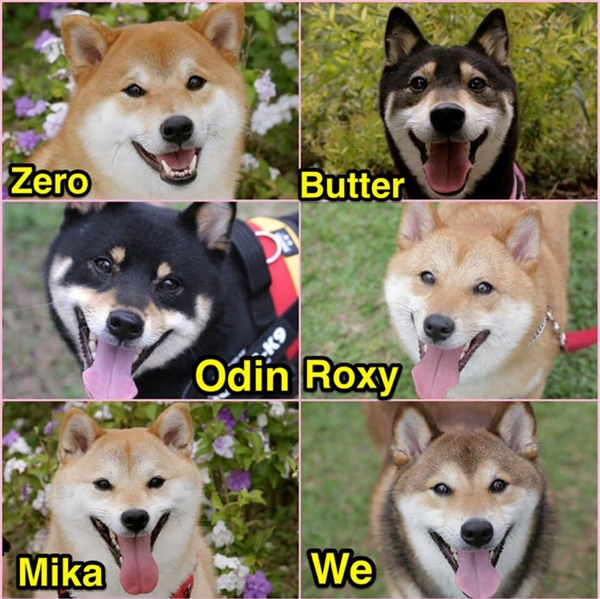 
Đây là Zero, Butter, Odin, Roxy, Mika, và Wewe, 6 anh em nhà chó shiba sống cùng chủ tại Nhật Bản.