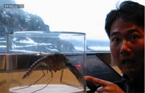 
Con muỗi lớn nhất thế giới tính tới thời điểm được phát hiện tại Trung Quốc.