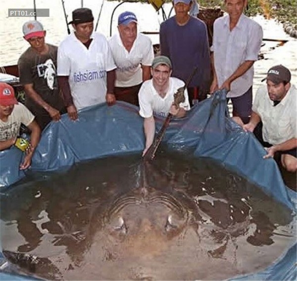 
13 người lớn cùng hợp sức mới có thể đưa con cá đuối khổng lồ này lên bờ.