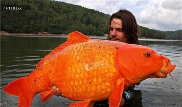 
Sau khi hứng khởi chụp vài tấm ảnh với chú cá vàng "huyền thoại", anh chàng đã thả nó về với nước.