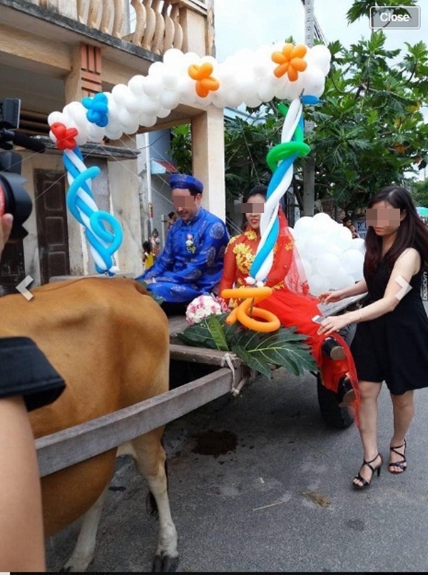 Chàng Tây đón cô dâu Việt bằng “siêu xe bò kéo” gây bão cộng đồng mạng