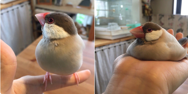 
"Bạn nghĩ mình béo ú xấu xí ư? Nhìn chú chim này xem, béo béo mà đáng yêu thế này thì chê gì nữa!". (Ảnh: BuzzFeed)