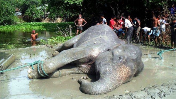 
Đội cứu hộ và dân làng bắt đầu buộc dây vào mình voi. (Ảnh: BDNews24)