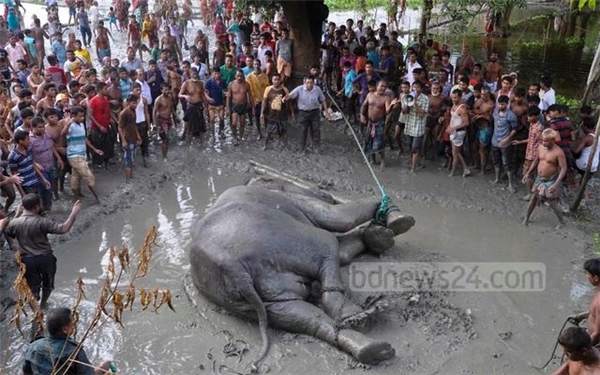 
Hàng trăm người dân làng cùng chung tay kéo chú voi lên bờ. (Ảnh: BDNews24)