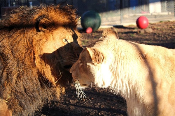 Cảm động câu chuyện cặp đôi sư tử trở về từ cõi chết và yêu nhau