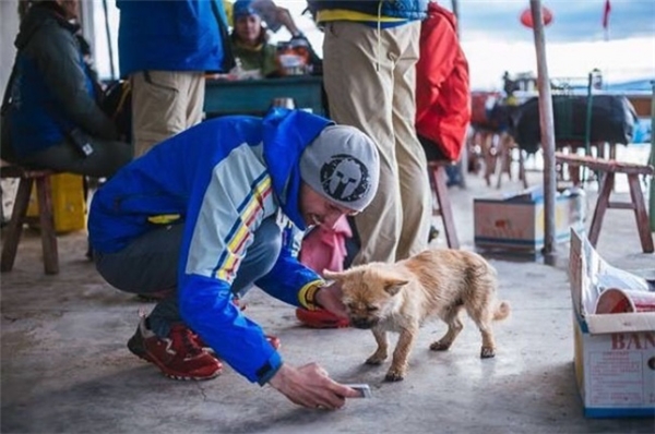 Cảm động cô chó chạy marathon 160km để xin được nhận nuôi