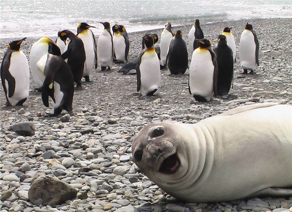 
Mấy thằng cánh cụt này tạo dáng lâu quá, chụp trước cho anh một phát nhé. (Ảnh: Internet)