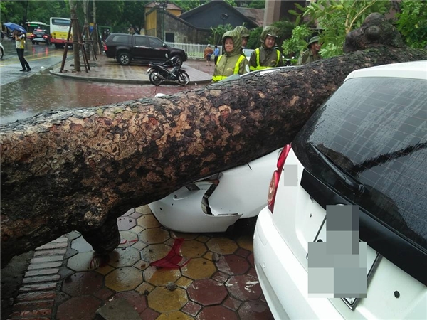 
Chiếc xe ô tô con bị cây đổ chèn nát.