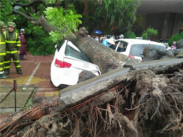 Hà Nội: cây đổ chắn ngang đường, chèn nát xe hơi vì mưa bão