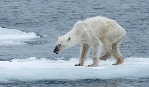 
Chú gấu Bắc Cực gầy giơ xương.