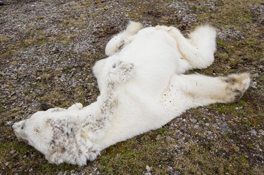 Bức ảnh chú gấu Bắc Cực gầy giơ xương khiển cả thế giới bàng hoàng