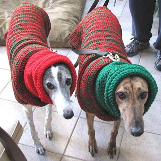 
Thế là hai chú cún đã có một mùa đông không lạnh rồi nhé. 