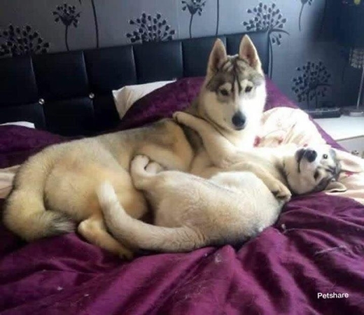 
Cặp đôi Husky hoảng hốt vì bị bắt gặp tại giường.