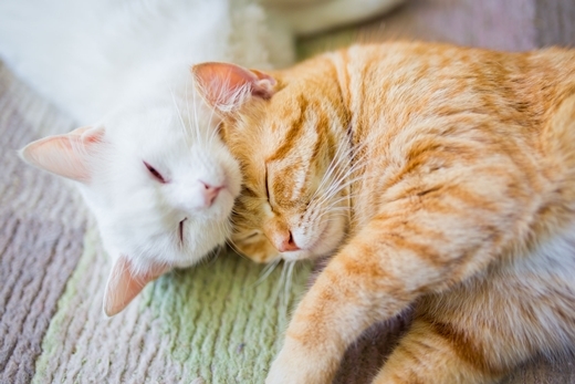 
Dáng vẻ của mèo lúc ngủ khiến người ta muốn ôm chúng vào lòng.
