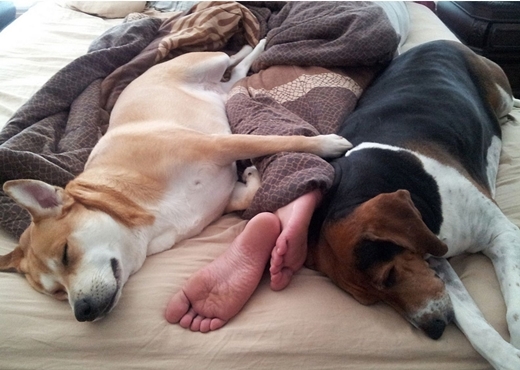 
Khi ở cùng nhà với cún, điều đó có nghĩa là bạn cũng sẽ ngủ cùng giường với chúng.