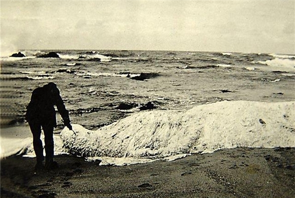 
Một người đàn ông đang dùng cành cây chọc vào xác thủy quái Trunko trên bãi biển Nam Phi.