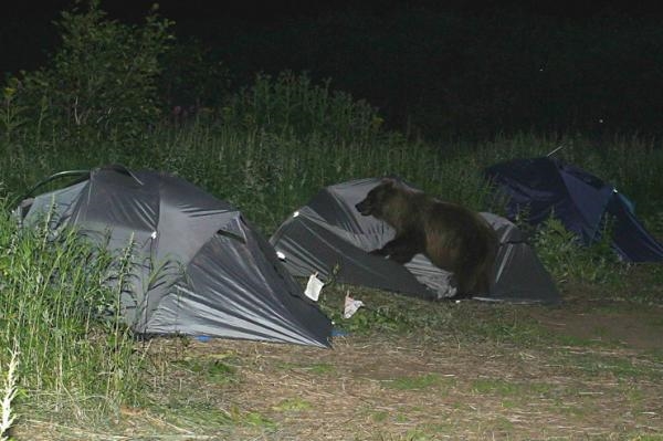 
Bạn có bao giờ cảm thấy như bị nghẹt thở khi đang ngủ? Nếu lúc đó bạn đang đi cắm trại thì 99% là bị... gấu đè đấy.
