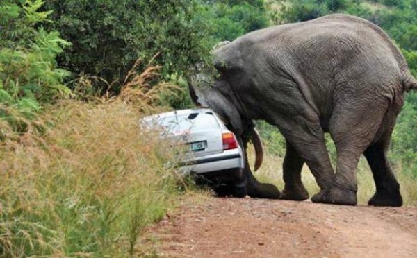 
Trong khi một chú voi khác thì nhắm vào chiếc xe đã xâm lấn không gian cá nhân của nó.