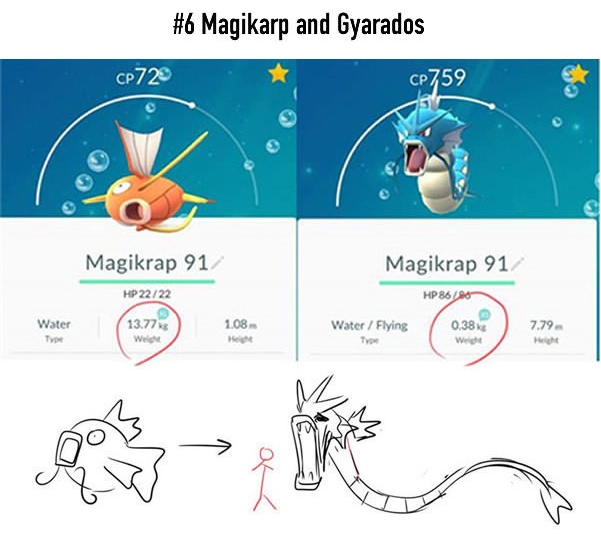 
Magikarp sau khi tiến hóa thành Gyarados đã vụt dài ra một cách khủng khiếp từ 1,08m lên 7,79m trong khi cân nặng của nó lại tuột dốc không phanh từ 13,77kg xuống còn... 0,38kg. Gyarados trông chỉ như... sợi chỉ thôi sao?!
