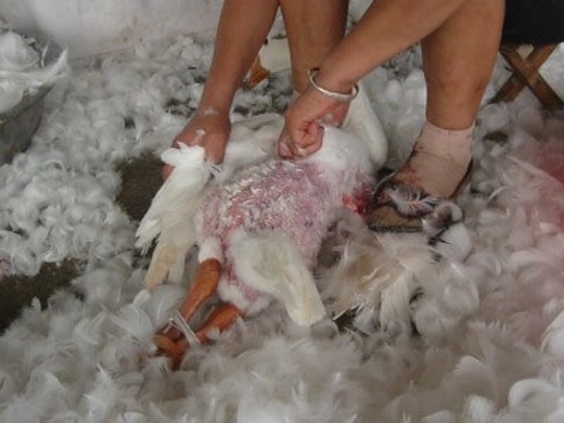 
Họ giữ chặt con vật rồi nhổ từng nhúm lông một cách thô bạo.