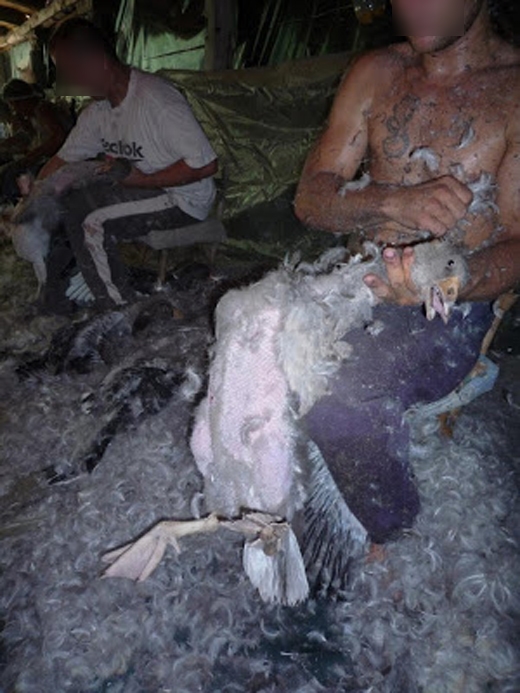 
Một số con chim chết vì gãy xương do giãy dụa trong lúc bị vặt lông.