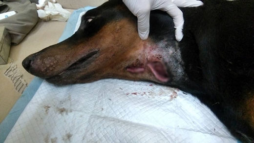 
Chú chó bị đâm hai nhát, trong đó có một nhát chí mạng ở cổ.