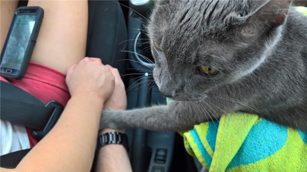 
Chú mèo Andrew nắm tay an ủi 2 người chủ của mình trước lúc từ biệt mãi mãi.