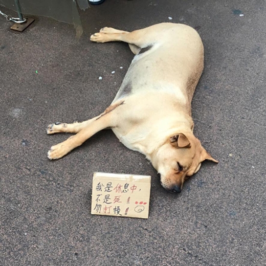 
Chú chó nằm im bất động giữa đường phố đông đúc khiến nhiều người đi đường cứ ngỡ chú đã chết.