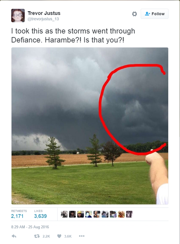 
"Tôi chụp ảnh này trong lúc bão đang đổ bộ qua Defiance. Harambe?! Có phải cậu đấy không?!" Justus bình luận.