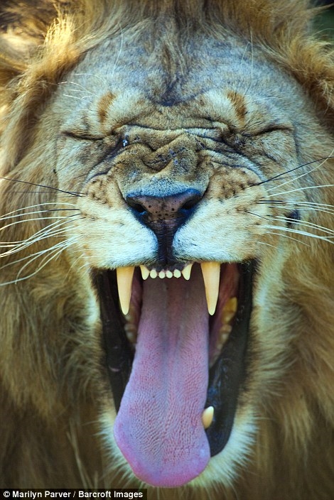 
Chú sư tử con vẻ đang rất tức giận.