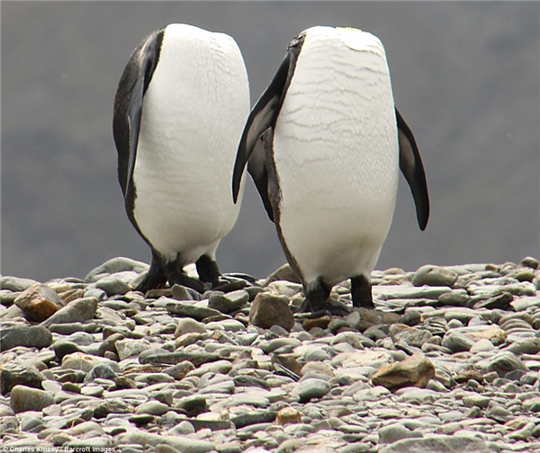 
2 con chim cánh cụt đang cố giấu đầu đi vì không thích chụp ảnh đấy.