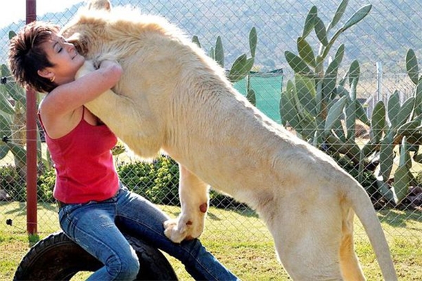 
Annel Snyman đang ôm chặt chú sư tử Timba yêu quí của mình.