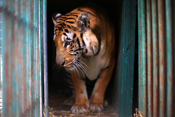 
Một con hổ có tên Laziz được một tổ chức động vật quốc tế phi lợi nhuận cứu thoát khỏi điều kiện sống thiếu vệ sinh của các vườn thú Gaza Strip.